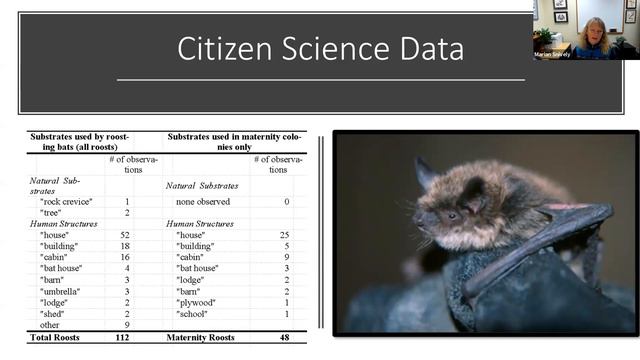 Wildlife Wednesday: Unraveling the Mysteries of Bats in Alaska with Marian Snively смотреть онлайн