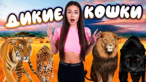 Дикие кошки // образовательные видео Valynha