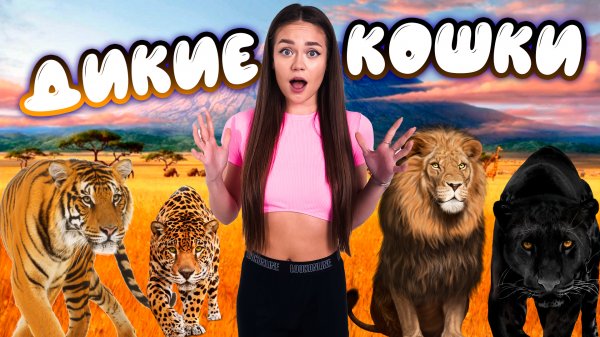 Дикие кошки // образовательные видео Valynha