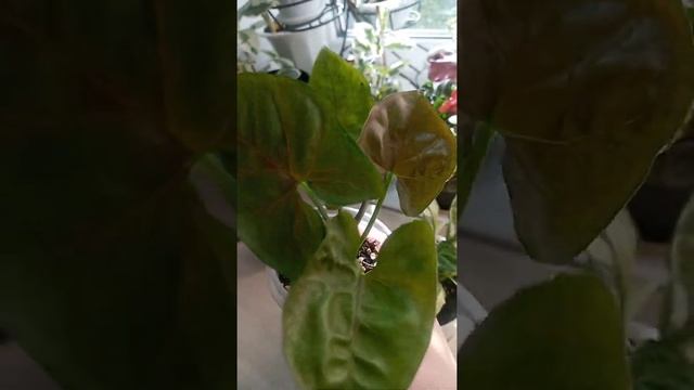 Комнатные цветы.Цветочные новости с подоконника??☘ смотреть онлайн