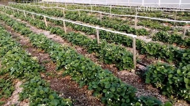 Важные советы. Клубничный рай. Продажа саженцев. смотреть онлайн