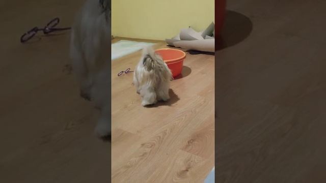 Ши-тцу играется и серьёзно гавкает смотреть онлайн