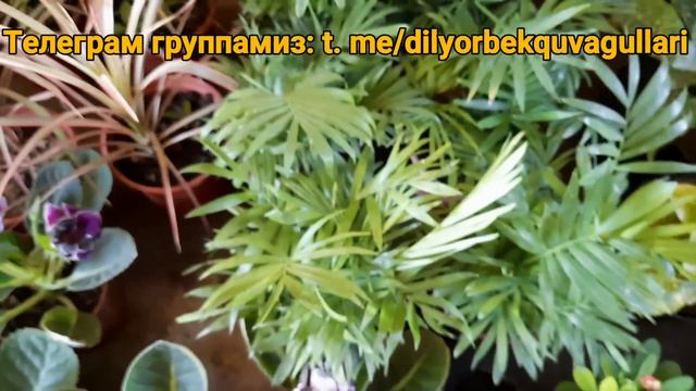 Қува гуллари нархлари. 4 июл 2023й смотреть онлайн