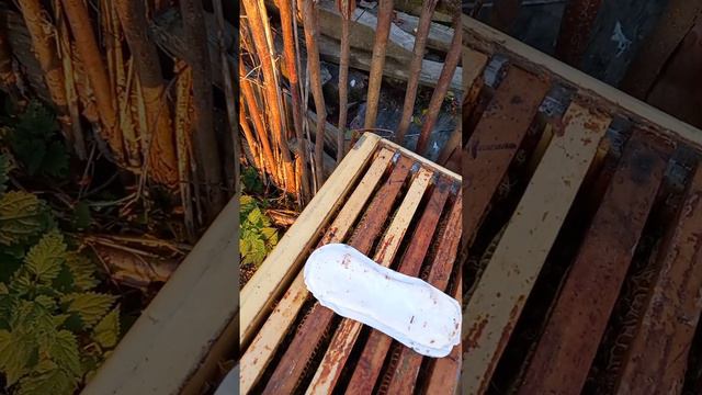 Готуємся до зимівлі , чистопородні матки. Пересиляєм з дерева в пінополістирол. смотреть онлайн