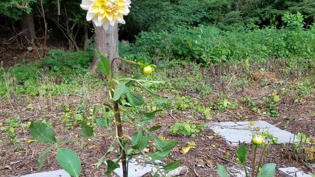 Dahlia Seattle смотреть онлайн