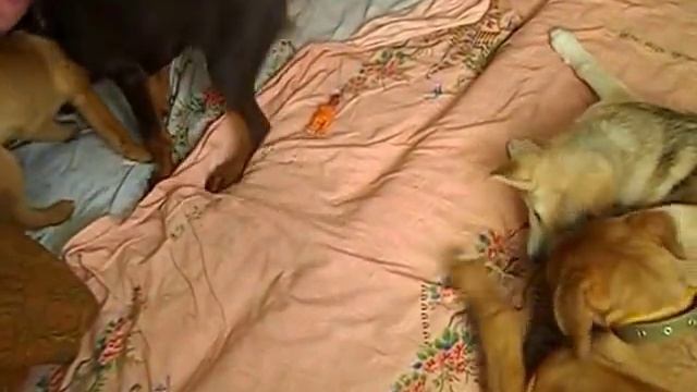 Бой Тоса-ину Добермана Маламут часть 1 The battle between Tosa Inu and Doberman Malamute смотреть онлайн