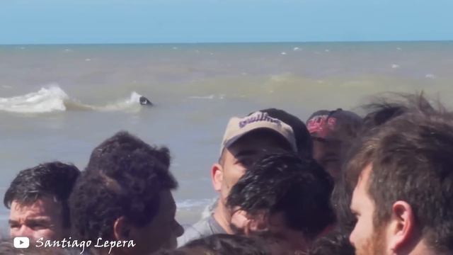 6 Orca Rescues That'll Warm Your Heart смотреть онлайн