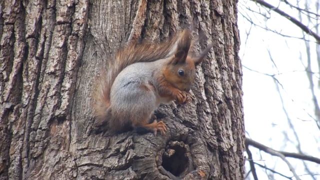 Белка песенки поёт да орешки всё грызёт смотреть онлайн