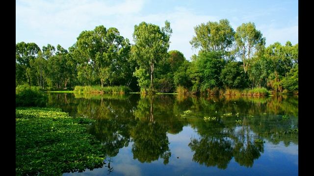 Притча о Внутренней Силе и Красоте | Притча Корень Лавра смотреть онлайн