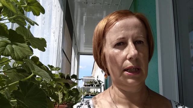 Фиалки. Жара продолжается. Загнивание нижнего ряда листьев : причины и как помочь. смотреть онлайн