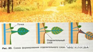 Биология 6 класс (ред.Пасечника) Аудио версия. Параграф 35 «Выделение у растений и животных»