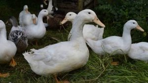 Утки Черри Велли — описание породы