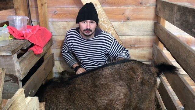 ПРИНИМАЕМ РОДЫ У КОЗЫ! ВИДЕО НЕ ДЛЯ ВСЕХ! РОДЫ В -20, А ВАМ СЛАБО?! САМ СЕБЕ РЕЖИСЕР! ШОК КОНТЕНТ! смотреть онлайн
