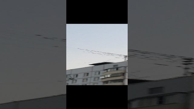 Стрижи на Польской Моде ?/Тропарёво-Никулино в Москве смотреть онлайн