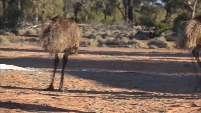 EMU Is An Ostrich? EMU Bird From Australia. EMU Sounds. EMU's Voice.