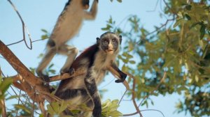 Красивые дикие животные 4К + Full HD