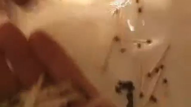 Поэза спичечнаго коробка смотреть онлайн