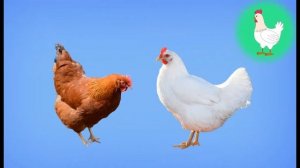 Домашние животные для самых маленьких. Учимся с МУРИКОМ.