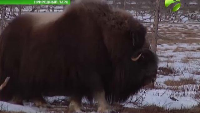 Ученые намерены расширить места обитания овцебыков смотреть онлайн