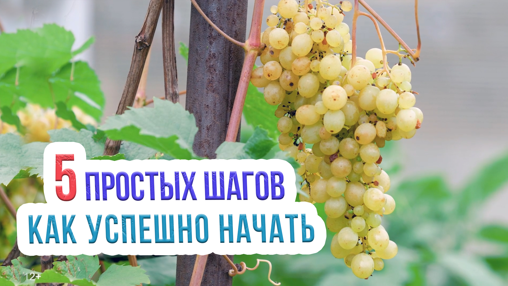 Посадка винограда весной - инструкция для начинающих. Посадка винограда для чайников
