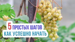 Посадка винограда весной - инструкция для начинающих. Посадка винограда для чайников