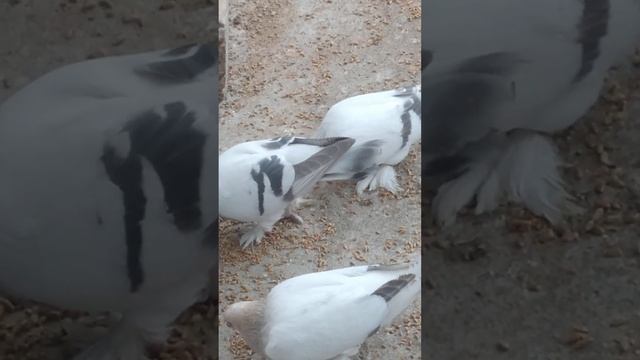 Турецкая Такла сабуни