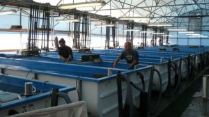 Разведение креветок в домашних условиях. Бизнес идея