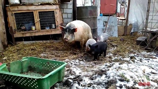 Поросята гибрид Корейской свиньи и Мангал. Второй выводок. Декабрь. Поросятам 1 месяц. смотреть онлайн