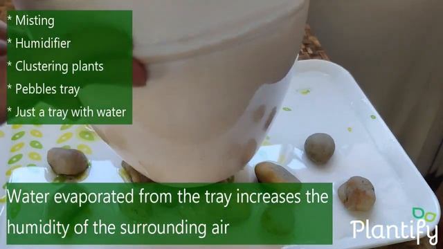 Calathea plant care - Mistakes you should avoid смотреть онлайн