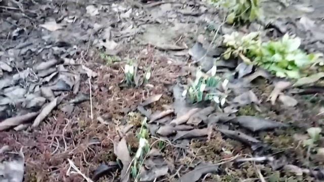 Чудо зимой, зацвели подснежники!!!! смотреть онлайн
