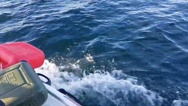 Беломордые дельфины. Баренцево море, губа Ура. смотреть онлайн