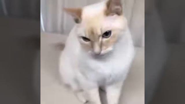 Кошка поет 😃 смотреть онлайн