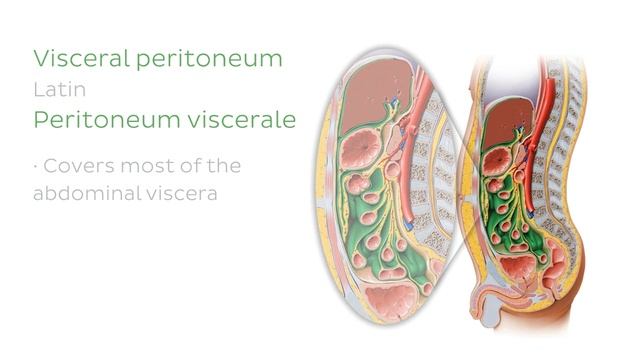Mesentery: organ and functions (preview) - Human Anatomy | Kenhub смотреть онлайн