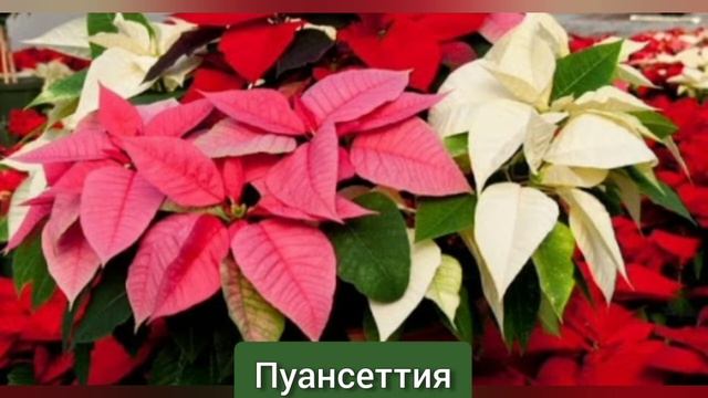 Эти цветы приносят бедность! смотреть онлайн