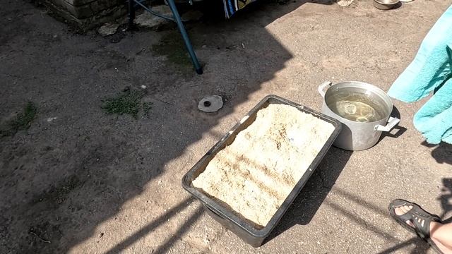 Грибы вешенки. Начинаю начинать смотреть онлайн