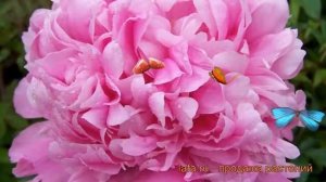 Пион травянистый Месье Жюль Эли (paeonia) ? обзор: как сажать, рассада пиона Месье Жюль Эли