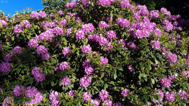 Colorful Rhododendron - Relax Nature Sounds Birds Singing смотреть онлайн