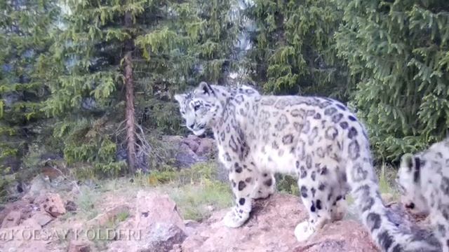 Снежный барс снова в объективе фотоловушки 2 смотреть онлайн