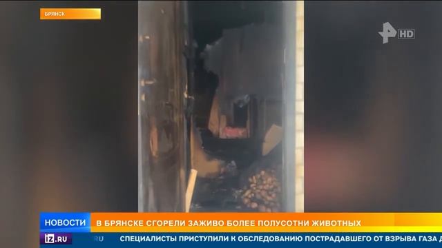 21.11.22г. Трагедия в приюте. Брянск. Животные в ловушке. смотреть онлайн