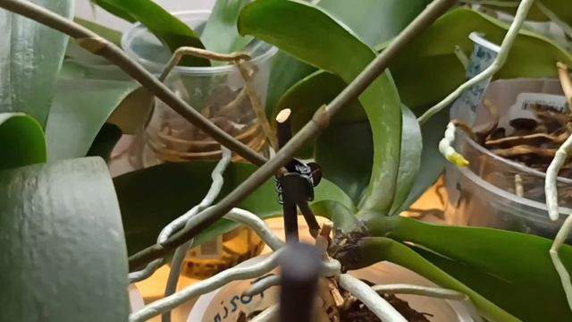 Мои орхидеи, цикламены, каланхоэ, фиалки/My orchids, cyclamen, kalanchoe, violets смотреть онлайн