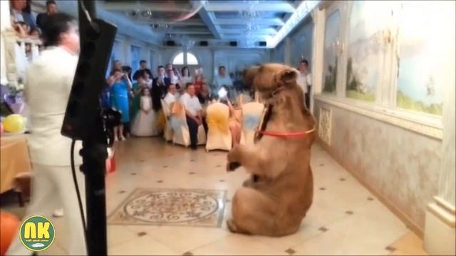 Крокодил и Медведь в Доме! Самые необычные домашние животные смотреть онлайн