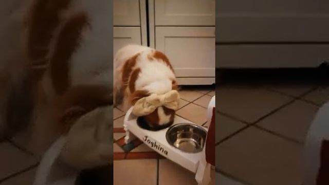 Porta Ciotole Cavalier Taglia Piccola Bauu | StarPetsMDC