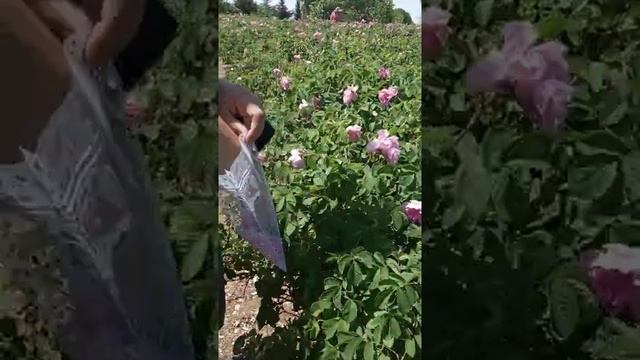 Турция Испарта ?(2) смотреть онлайн