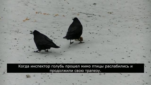 Два грача у дерева. Часть 1-я. смотреть онлайн