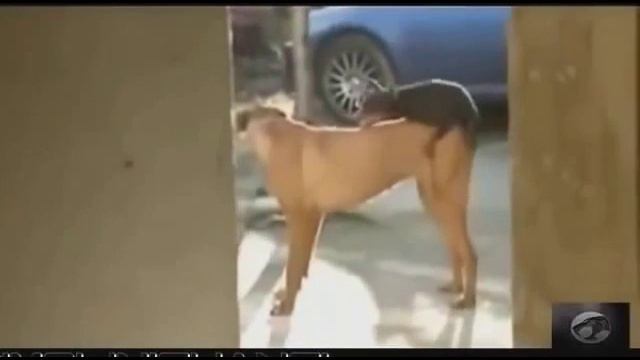 Ох уж эти животные! Oh, those animals! смотреть онлайн