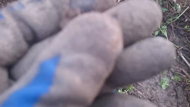 Коп на битом-перебитом месте... смотреть онлайн