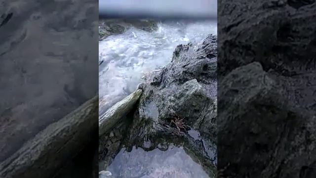 Осьминог на пляже Маде (о. Крит) // Octopus, Mades Beach, Crete, Greece.