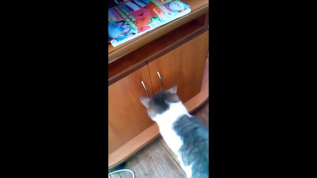 ГЛАДКИЙ КІТ МИШЕЙ НЕ ЛОВИТЬ смотреть онлайн