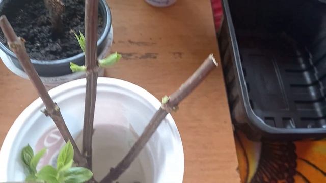 Черенкование гортензии почкой. смотреть онлайн