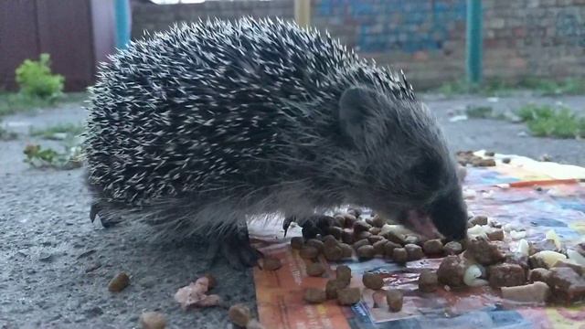 Ежик кушает кошачий корм смотреть онлайн